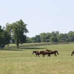 Laurel Park picks and ponderings November 18, 2021