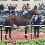Breeders’ Cup winners lead Top Midlantic-bred Poll