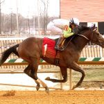 Hibiscus Punch has final breeze before return to racing