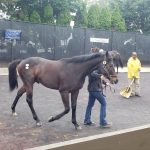 Anchor & Hope’s exciting lineup includes Gun Runner brother Fortune Ticket