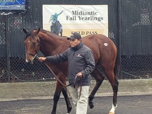 Fasig-Tipton