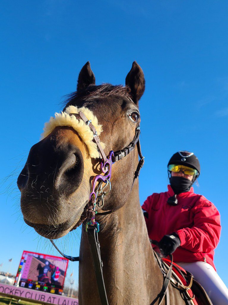 horse