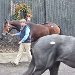Md. Horse Foundation announces “12 days of giving”