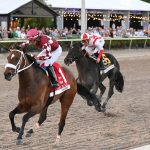 Endorsed to stand at Northview Stallion Station