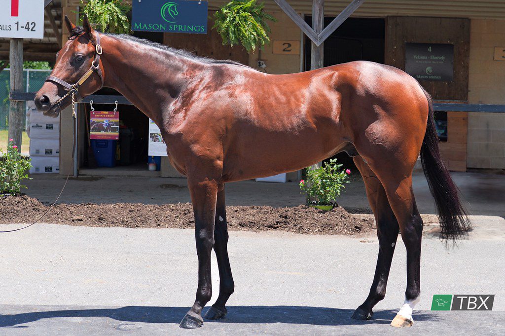 Fasig-Tipton