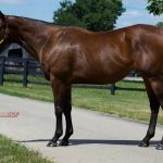 Rick Abbott to judge MHBA yearling show