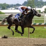 Great Notion colt takes top honors at MHBA Yearling Show