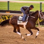 Preakness Profiles: Dynamic Impact